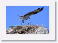 Day3-AM-LasAnimas - 132 * Ospreys. * Ospreys.